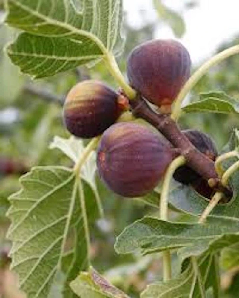 3 Celeste Fig Starter Plugs - Honey Sugar Fig Live Plants - Ficus carica - Image 7