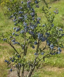 3 Chandler Blueberry Starter Plug - Live Plant - Northern Highbush Blueberry - Image 2