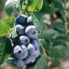 3 Chandler Blueberry Starter Plug - Live Plant - Northern Highbush Blueberry - Image 1