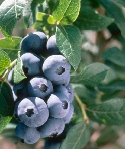 3 Chandler Blueberry Starter Plug - Live Plant - Northern Highbush Blueberry - Image 5