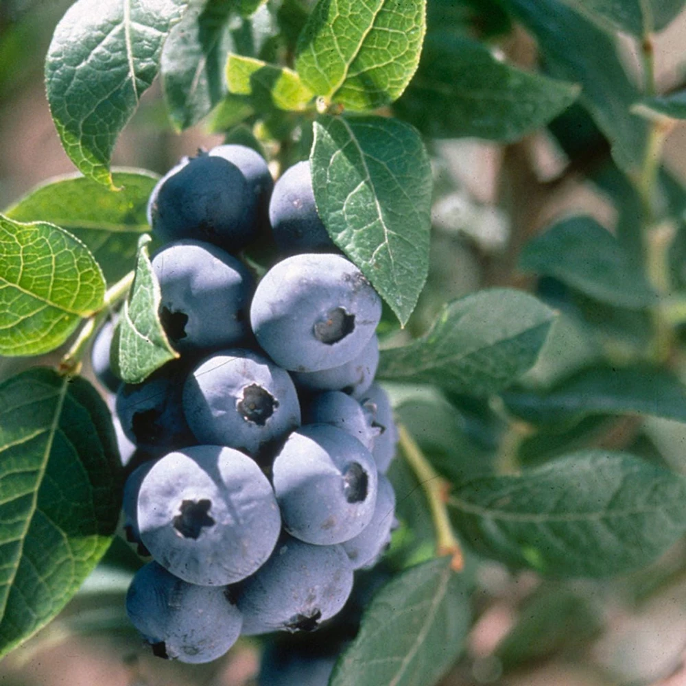 3 Chandler Blueberry Starter Plug - Live Plant - Northern Highbush Blueberry - Image 5