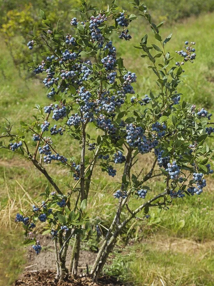 3 Chandler Blueberry Starter Plug - Live Plant - Northern Highbush Blueberry - Image 6