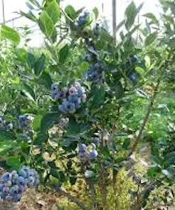 3 Chandler Blueberry Starter Plug - Live Plant - Northern Highbush Blueberry - Image 8