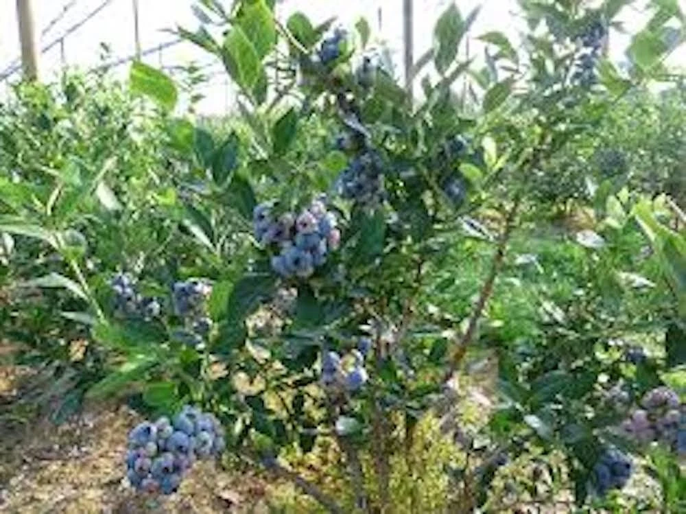 3 Chandler Blueberry Starter Plug - Live Plant - Northern Highbush Blueberry - Image 8