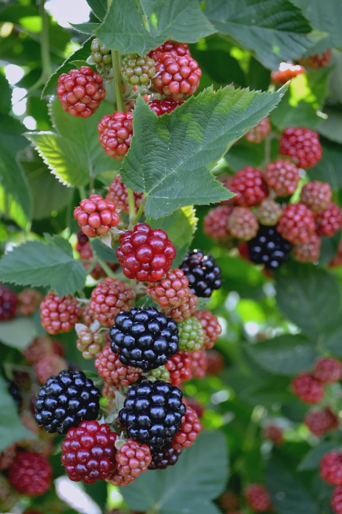 3 Chester Thornless Blackberry Starter Live Plant Plugs - Rubus fruticosus - Image 1