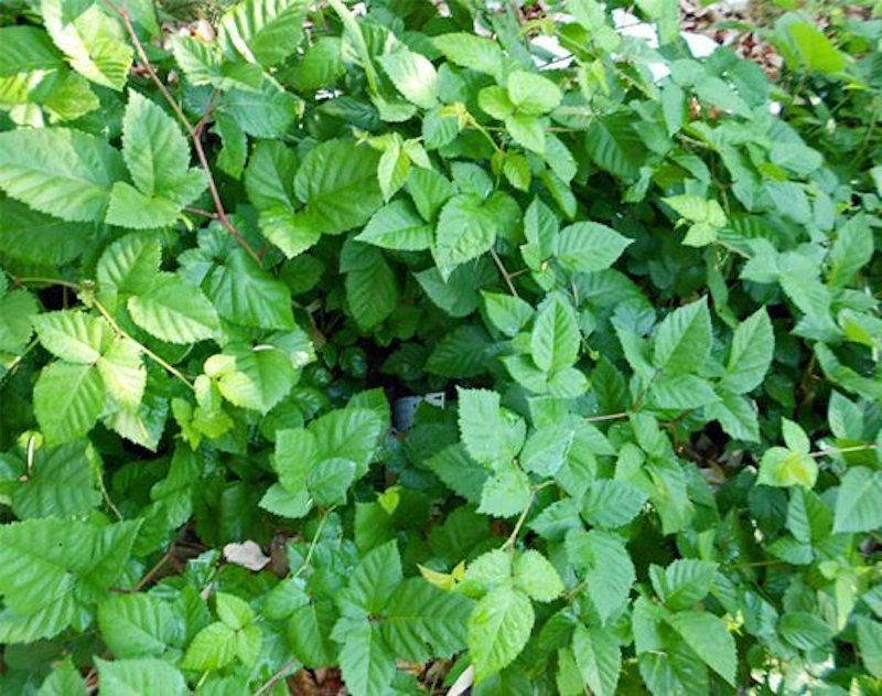 3 Chester Thornless Blackberry Starter Live Plant Plugs - Rubus fruticosus - Image 3