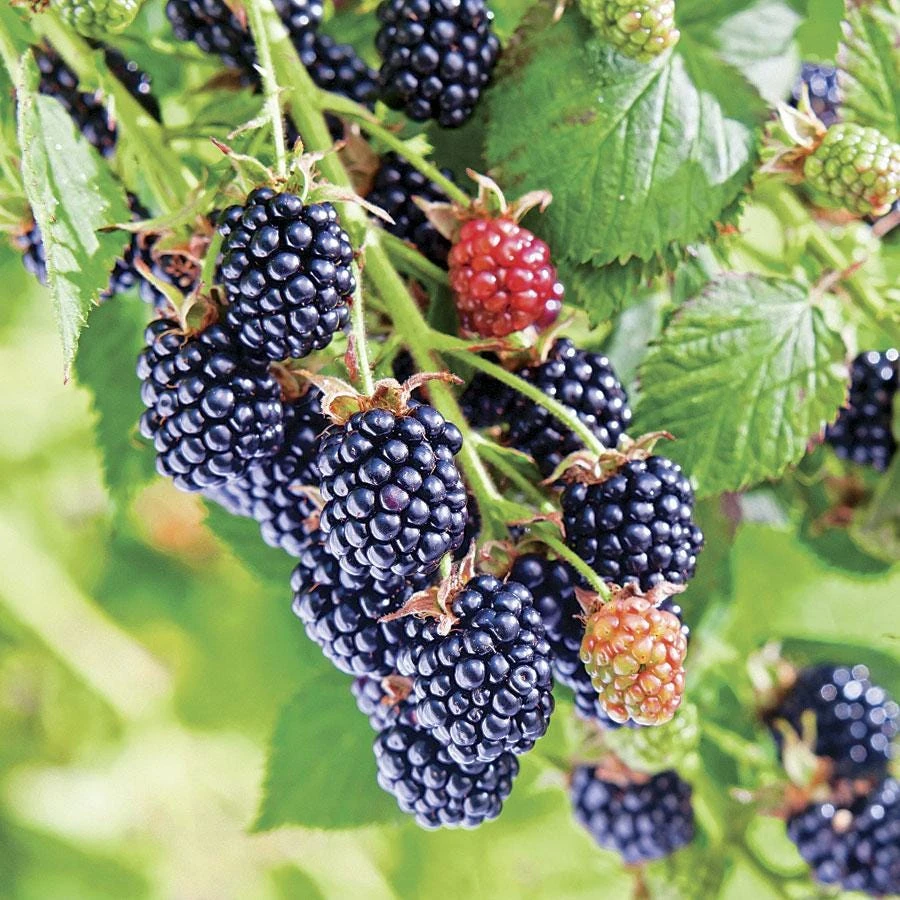 3 Chester Thornless Blackberry Starter Live Plant Plugs - Rubus fruticosus - Image 6