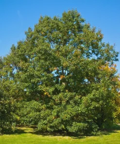 3 Chestnut Oak Tree Live Plant 12-24
