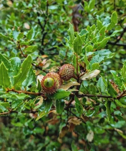 3 Chestnut Oak Tree Live Plant 12-24