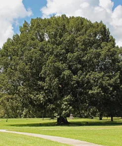 3 Chestnut Oak Tree Live Plant 12-24
