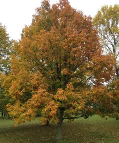 3 Chestnut Oak Tree Live Plant 12-24