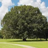 3 Chestnut Oak Tree Live Plant 12-24" Tall Quart Pot Starter - Image 1