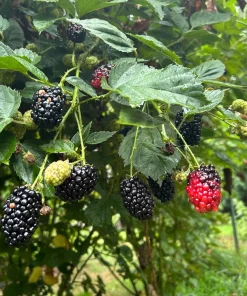 3 Chickasaw Blackberry Starter Plug Live Plant - Rubus fruticosus - USDA Zones 5-9 - Image 2