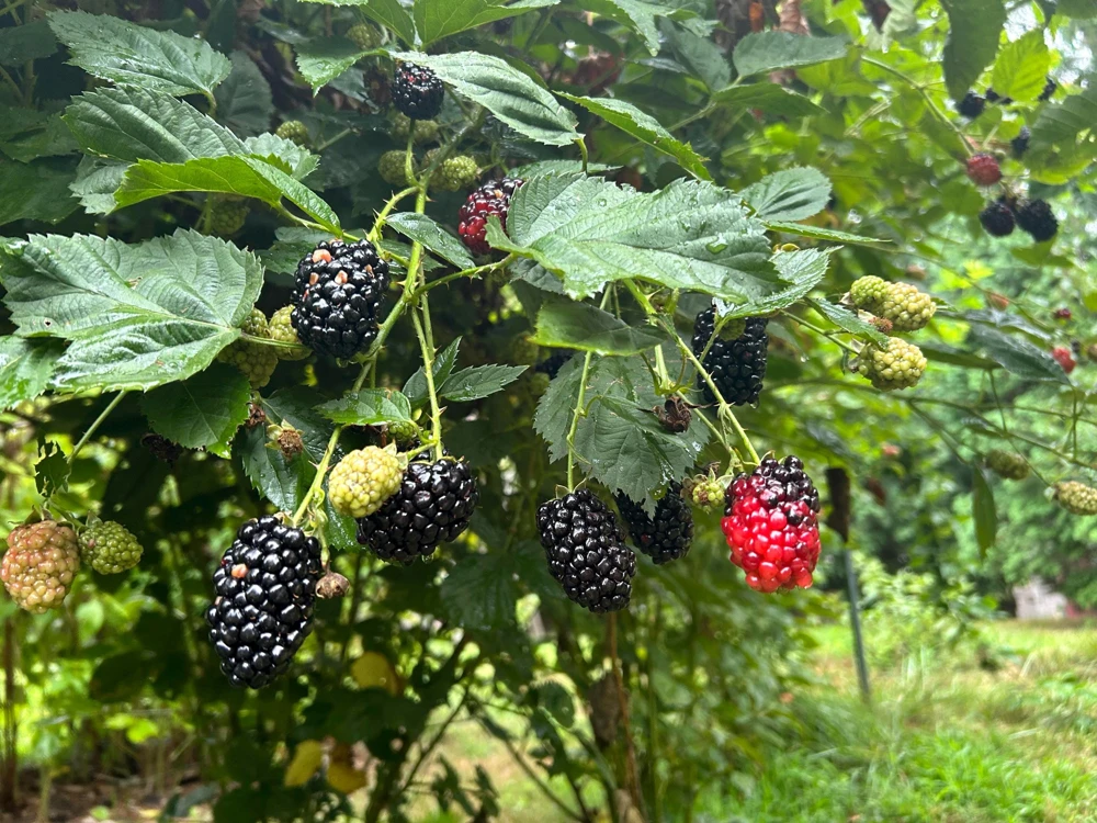 3 Chickasaw Blackberry Starter Plug Live Plant - Rubus fruticosus - USDA Zones 5-9 - Image 2