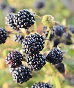 3 Chickasaw Blackberry Starter Plug Live Plant - Rubus fruticosus - USDA Zones 5-9 - Image 5
