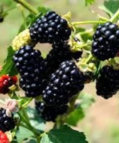 3 Chickasaw Blackberry Starter Plug Live Plant - Rubus fruticosus - USDA Zones 5-9 - Image 7