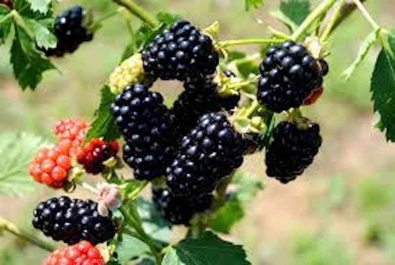 3 Chickasaw Blackberry Starter Plug Live Plant - Rubus fruticosus - USDA Zones 5-9 - Image 7
