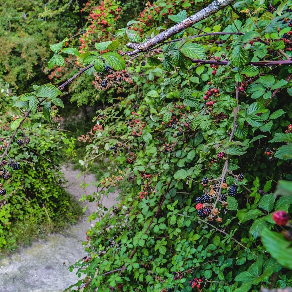 3 Chickasaw Blackberry Starter Plug Live Plant - Rubus fruticosus - USDA Zones 5-9 - Image 8