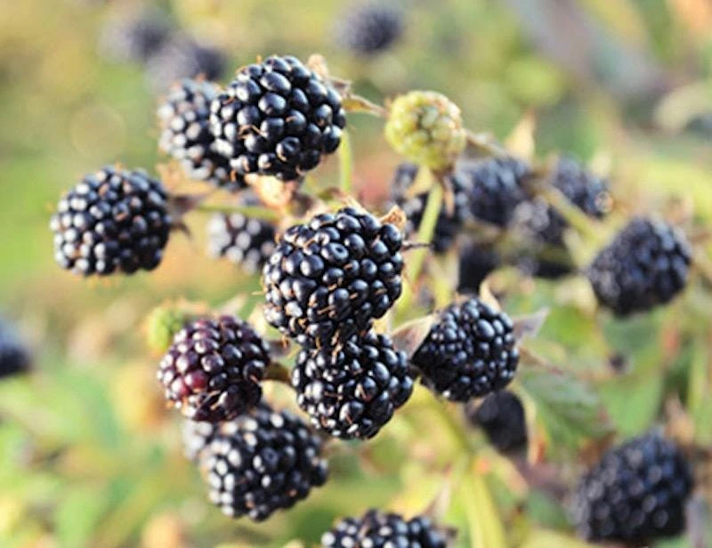 3 Chickasaw Blackberry Starter Plug Live Plant - Rubus fruticosus - USDA Zones 5-9 - Image 1