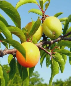 3 Chickasaw Plum Tree Starter Plants 12-24
