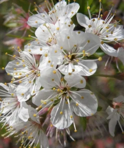 3 Chickasaw Plum Tree Starter Plants 12-24