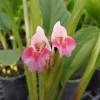 3 Chinese Keys Finger Root Starter Plugs - Boesenbergia rotunda Bare Root - Image 1
