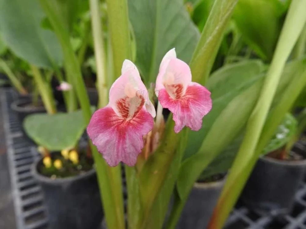 3 Chinese Keys Finger Root Starter Plugs - Boesenbergia rotunda Bare Root - Image 1