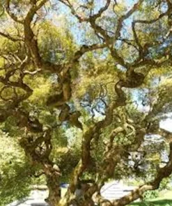 3 Corkscrew Willow Tree Bare Root Starter Plants - Salix matsudana 'Tortuosa' - 2-3 ft Tall - Image 2