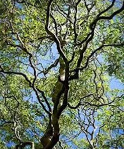 3 Corkscrew Willow Tree Bare Root Starter Plants - Salix matsudana 'Tortuosa' - 2-3 ft Tall - Image 3