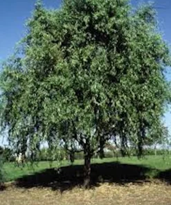 3 Corkscrew Willow Tree Bare Root Starter Plants - Salix matsudana 'Tortuosa' - 2-3 ft Tall - Image 4