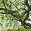 3 Corkscrew Willow Tree Bare Root Starter Plants - Salix matsudana 'Tortuosa' - 2-3 ft Tall - Image 1