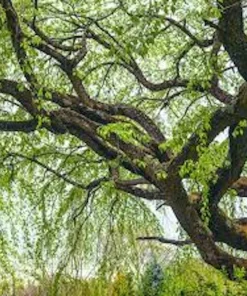 3 Corkscrew Willow Tree Bare Root Starter Plants - Salix matsudana 'Tortuosa' - 2-3 ft Tall - Image 1