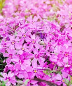 3 Creeping Phlox Pink Diamond Bare Root Starter Plugs - Outdoor Groundcover - Image 2
