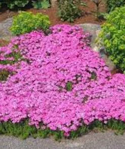 3 Creeping Phlox Pink Diamond Bare Root Starter Plugs - Outdoor Groundcover - Image 3
