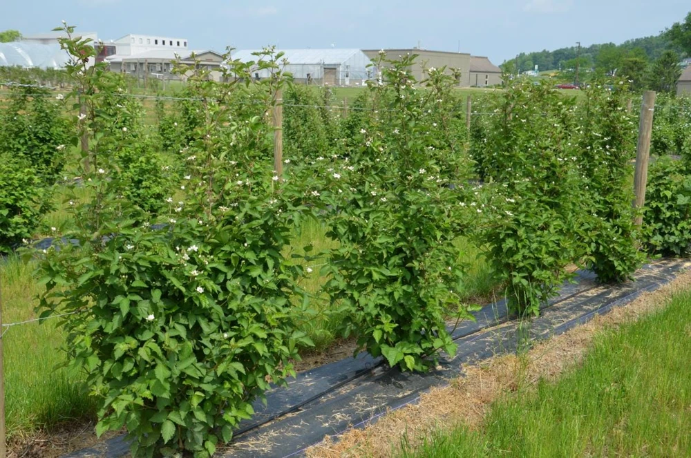 3 Darrow Blackberry Live Plant Starter Plugs - Rubus fruticosus - USDA Zones 5-8 - Image 4