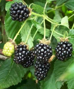 3 Darrow Blackberry Live Plant Starter Plugs - Rubus fruticosus - USDA Zones 5-8 - Image 5