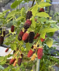 3 Darrow Blackberry Live Plant Starter Plugs - Rubus fruticosus - USDA Zones 5-8 - Image 7