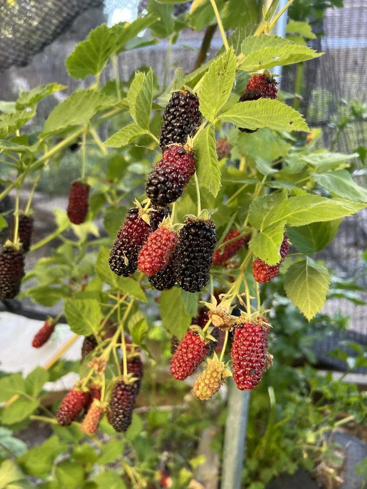 3 Darrow Blackberry Live Plant Starter Plugs - Rubus fruticosus - USDA Zones 5-8 - Image 7