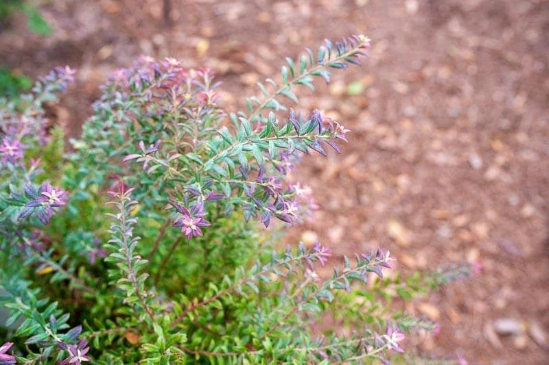 3 Darrow's Native Blueberry Starter Plugs - Vaccinium darrowii - Live Bush & Shrub - Image 6