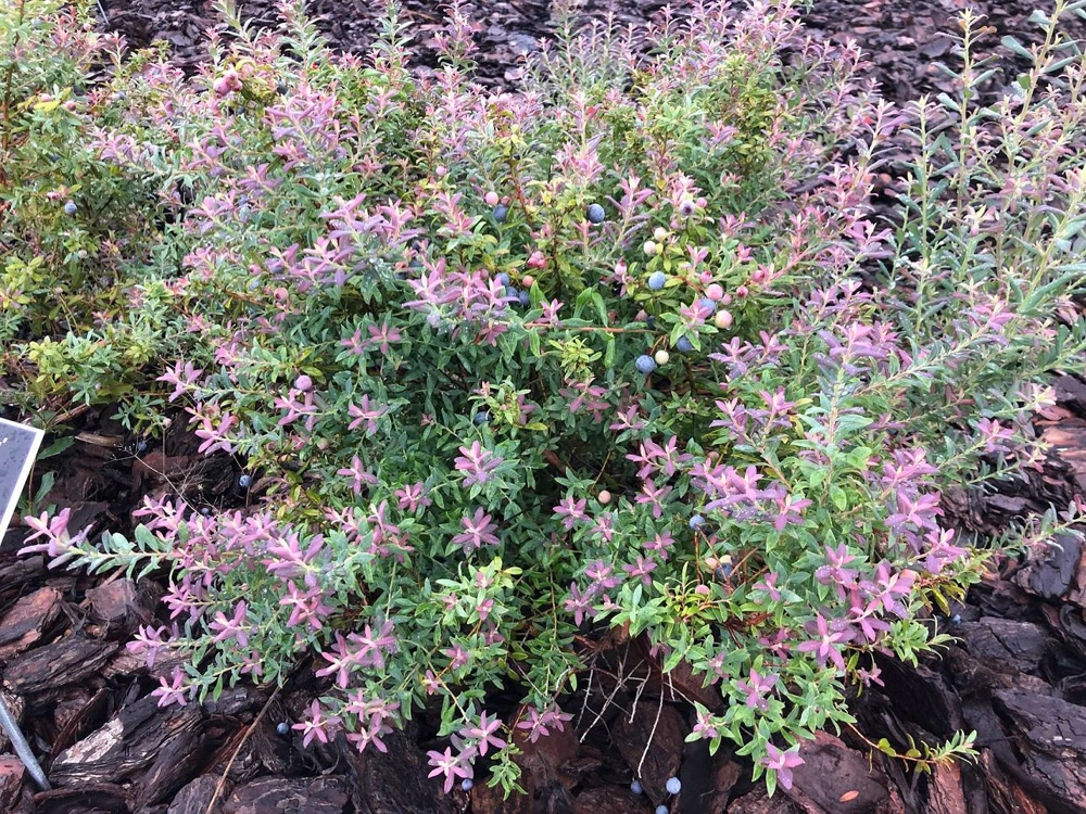 3 Darrow's Native Blueberry Starter Plugs - Vaccinium darrowii - Live Bush & Shrub - Image 7