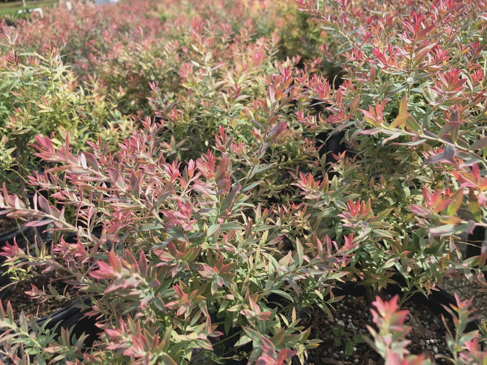 3 Darrow's Native Blueberry Starter Plugs - Vaccinium darrowii - Live Bush & Shrub - Image 8