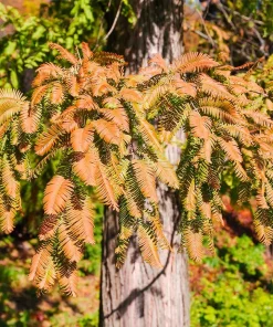3 Dawn Redwood Tree Starter Plants 12-24