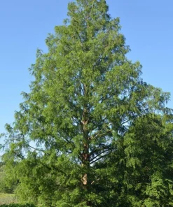 3 Dawn Redwood Tree Starter Plants 12-24