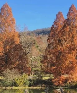 3 Dawn Redwood Tree Starter Plants 12-24