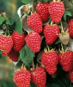 3 Dorman Red Raspberry Starter Plugs - Heat Tolerant Live Berry Plant, Everbearing - Image 6