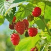 3 Dorman Red Raspberry Starter Plugs - Heat Tolerant Live Berry Plant, Everbearing - Image 1