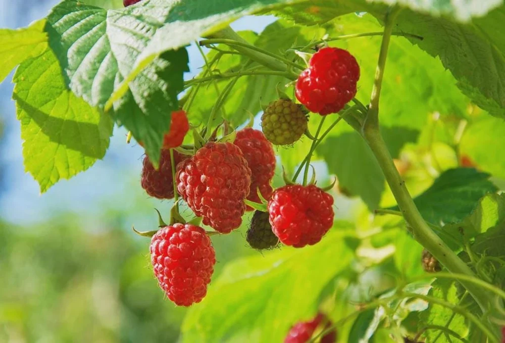 3 Dorman Red Raspberry Starter Plugs - Heat Tolerant Live Berry Plant, Everbearing - Image 1
