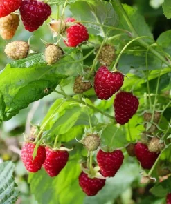 3 Dorman Red Raspberry Starter Plugs - Heat Tolerant Live Berry Plant, Everbearing - Image 7