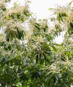 3 Dunstan Hybrid Chestnut Trees Live Plant 12-24in Tall Quart Pot Outdoor - Image 4