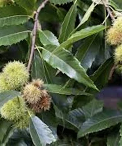 3 Dunstan Hybrid Chestnut Trees Live Plant 12-24in Tall Quart Pot Outdoor - Image 5